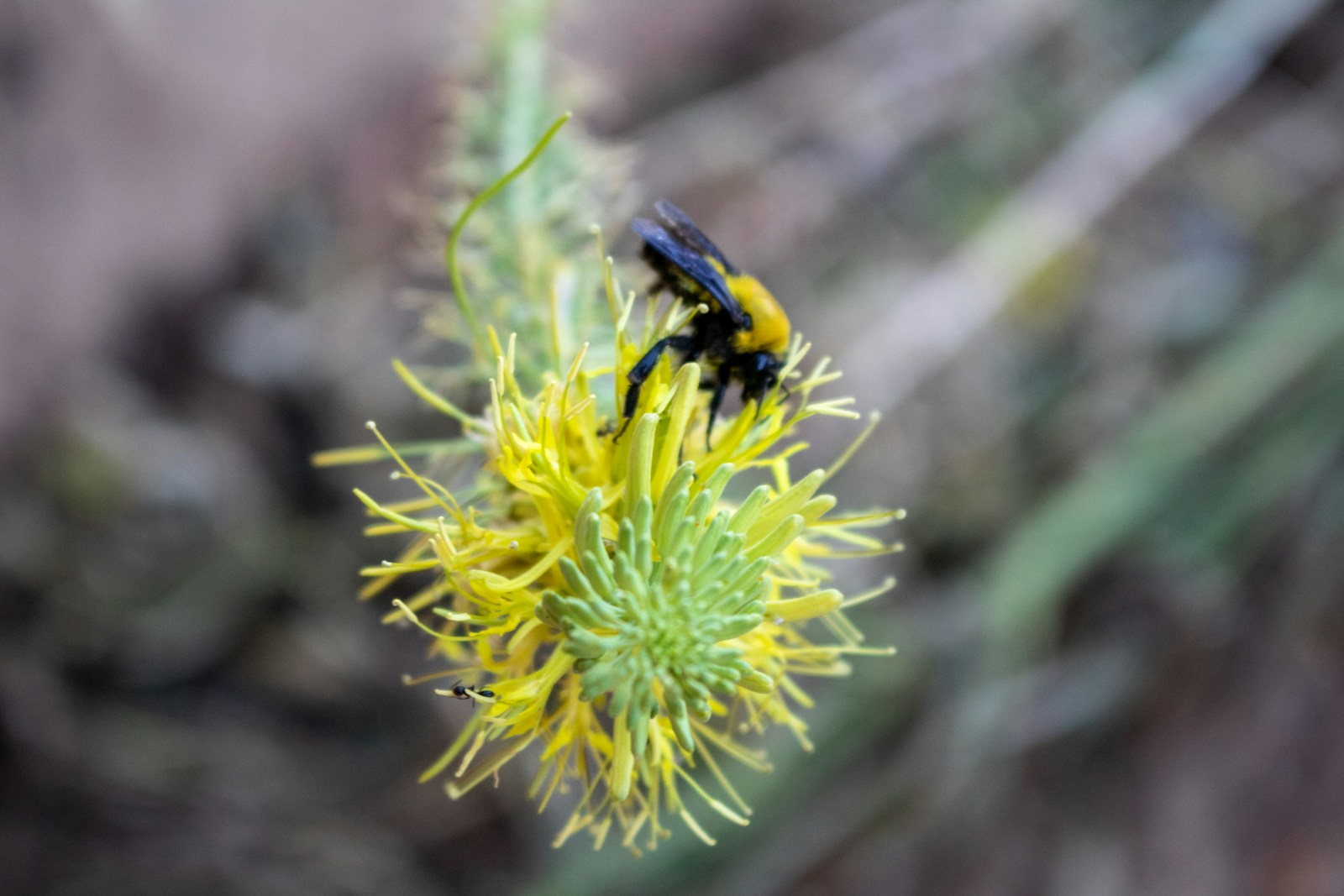 A black and yellow insect sitting on a yellow flower